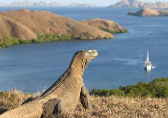 Kabar Gembira, Pulau Komodo Tak Jadi Ditutup! Kini Warga dan Pelaku Wisata Bisa Bernapas Lega. Ternyata Begini Alasannya
