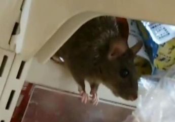 Pengunjung Temukan Tikus Asyik Gerogoti Makanan, Swalayan Terkenal Ini Terpaksa Tutup