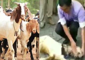 Sering Merasakan Kambing Memberontak Sebelum Disembelih? Berikut Cara Jitu Agar Kambing Jadi Anteng