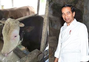 Demi Tidur Nyenyak, Sapi Kurban Milik Jokowi Sampai Diberikan Karpet Seharga Rp 2 Juta dan Dijaga Penuh 24 Jam!