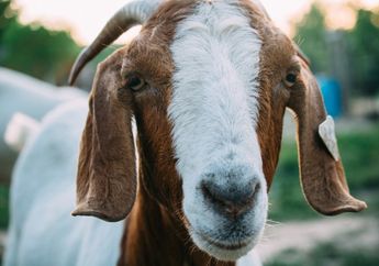 Sehari Jelang Idul Adha, Catat 4 Cara Hilangkan Bau Prengus pada Daging Kambing!