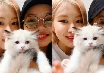 Tak Mau Kalah Narsis dengan sang Pemilik, Kucing Lisa Blackpink Tampil Menyapa Penggemar di V LIVE