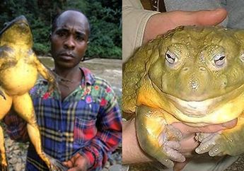 Goliath, Katak Raksasa yang Beratnya Bisa Mencapai 3 Kilogram yang Mampu Membuat Kolam Sendiri