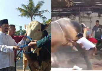 Sempat Ngamuk Sebelum Disembelih, Sapi Kurban Presiden Jokowi Bikin Warga yang Berada di Masjid Agung Solo Panik