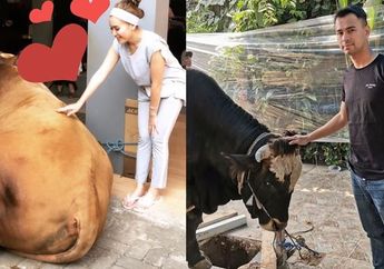 Wow! Ini Deretan Sapi Kurban Milik Artis yang Bikin Heboh Warganet, Ada yang Beratnya Lebih dari 1 Ton!