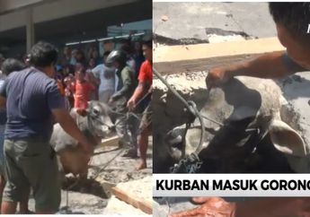 Takut Disembelih, Seekor Sapi Kurban Kabur dan Terjebak di Gorong-gorong, Warga Semarang Sampai Harus Bongkar Jalan Aspal