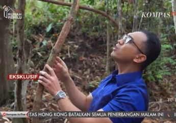 Awalnya Dianggap Mistis, Begini Wujud Tanaman Bajakah yang Diklaim Sebagai Obat Kanker