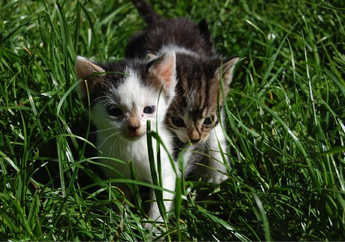 Apa Jadinya Kalau Kucing Makan Tanaman? Ini Penjelasan Ilmiahnya!