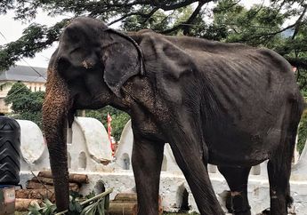 Gajah yang Bertubuh Tambun Itu Jadi Kurus Kering Menyayat Hati Gara-gara Perilaku Keji Manusia. Foto-foto Ini Jadi Buktinya