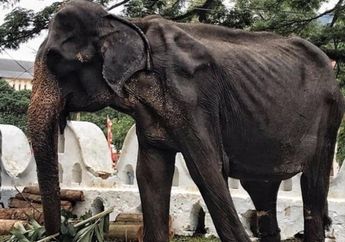 Viral Foto Tikiiri, Gajah Kurus Sri Lanka yang Tetap Dipaksa Bekerja dalam Parade