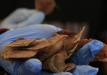 Selain Obat Tradisonal, Satwa Liar Pemakan Semut Ini Jadi Buruan untuk Bahan Dasar Narkoba. Nasibnya Begitu Tragis!