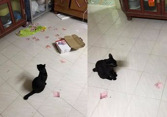 Viral, Postingan Kocak Seorang Istri yang Berhasil Temukan Uang Simpanan Suami Berkat Ulah Iseng Seekor Kucing