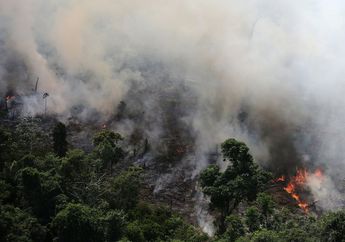 Nasib Tragis Satwa Liar Korban Kebakaran Hutan Amazon yang Bikin Kita Menangis. Akankah Mereka Cuma Jadi Kenangan dalam Foto?