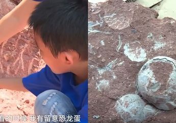 Iseng Mencari Batu, Anak Kecil ini Tak Sengaja Temukan Telur Hewan Misterius yang Terkubur Selama Jutaan Tahun!