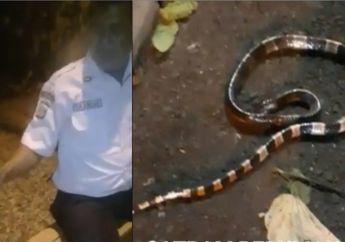Viral, Satpam Tewas Digigit Ular Weling di Serpong, Inilah Cara Menangani Gigitan si Reptil Berbisa