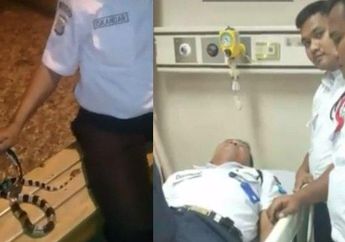 Jadikan Ular Weling Tangkapannya Sebagai Mainan, Satpam di Serpong Tewas karena Anggap Gigitannya Cuma Memar Biasa