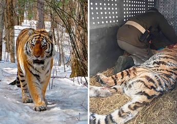 Menderita Sakit Gigi Hingga Tubuhnya Kurus, Harimau Siberia ini Datangi Rumah Warga untuk Minta Pertolongan