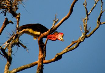 Burung Purba ini Bisa Hidup Puluhan tahun, Saat Ini Jumlahnya Hanya Hitungan Jari. Foto-Foto Ini Kisahkan Hidupnya