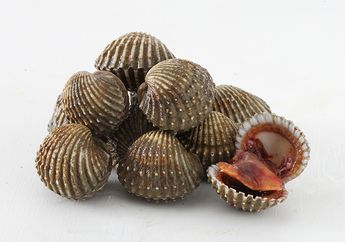 Tips Membersihkan Kerang Dari Pasir Untuk Pemula, Mudah Banget Diriru