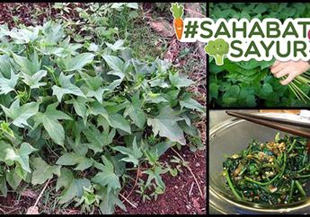 Daun Ubi Jalar Ternyata Bisa Sembuhkan Sakit Menstruasi! #SahabatSayur Harus Tahu Cara Konsumsinya