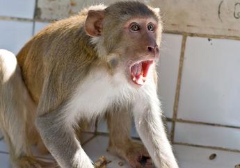 2 Orang Meninggal Dunia Secara Tragis di India Setelah Dibunuh Monyet Liar, Begini Kronologinya!