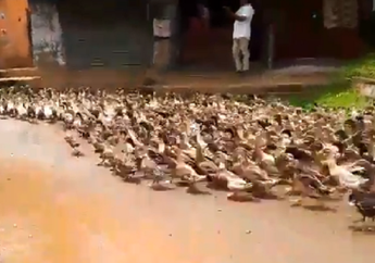 Bukan Cuma Sapi, Di India Jalanan Macet Bisa Terjadi Karena Ternak Ini. Video Ternak yang Menyeberang Itu Bikin Kagum Warganet
