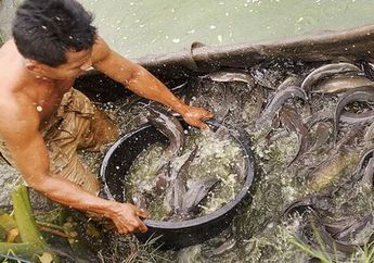 Jangan Mau Kena Hoax! Disebut-sebut Bisa Sebabkan Kanker Karena Ikan Lele Makan Kotorannya Sendiri, Ahli Bongkar 1 Fakta Sebenarnya Ini