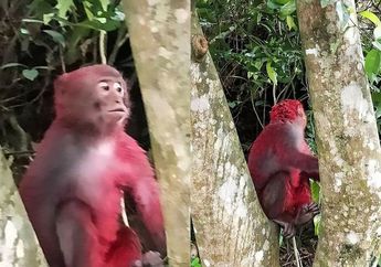 Memilukan, Monyet ini Ditinggalkan Kawanannya Sendiri Setelah Tubuhnya Disiram Cat Merah oleh Manusia