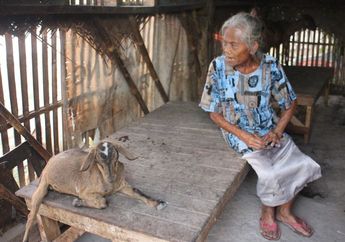 Tidur Bareng dengan Kambing di Dalam Gubuk Reyot, Dua Nenek Ini Terbiasa Cium Bau Kotoran yang Menyengat. Lihat Foto-foto Mereka yang Pilu Itu...