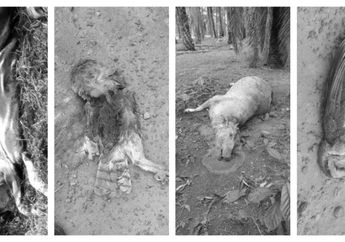 Terserang Penyakit Misterius, 40 Sapi dan Hewan Liar Mati Mendadak
