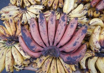 Jangan Cuma Makan Pisang Kuning, Pisang Merah Ternyata Berikan Efek Tak Terduga Ini untuk Tubuh! Salah Satunya Atasi Batu Ginjal