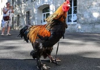 Ada-ada Saja, Ayam Jantan Ini Jadi Sumber Sengketa Warga di Pengadilan. Untunglah, Ia Mampu Merebut Hati Sang Hakim. Begini Kronologisnya...