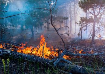Dampak Kebakaran Hutan, Hewan Predator Belantaran Dayak Ditemukan Mati dalam Kondisi Gosong