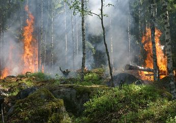 Picu Kebakaran Hutan dan Lahan Hingga Sebabkan Bencana Kabut Asap, Malaysia Akui Kesalahan Perusahaan-perusahaannya di Indonesia