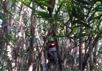Dikira Terbang Karena Makhluk Halus, Ini yang Sebenarnya Terjadi Pada Motor di Atas Pohon Bambu!