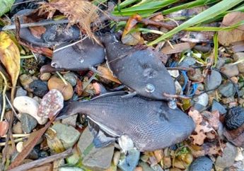Ratusan Ikan Mati Mendadak dan Terdampar di Pantai, Warga Maluku Geger. Apa yang Sebenarnya Terjadi?