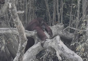 Terkulai Lemah dengan Lidah Terjulur, Orangutan Penghuni Hutan Kalimantan Ini Sesak Napas Akibat Kabut Asap yang Kian Pekat. Foto-foto Ini Jadi Buktinya