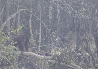 Tunjukkan Momen Menyentuh Hati Depan Kamera, Orangutan Buktikan Punya Kemiripan dengan Manusia Lewat Rekaman Langsung Selama Proses Kelahiran Anaknya