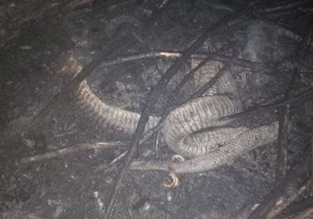 Sempat Bikin Geger Karena Mati Terpanggang di Karhutla Riau, Ahli Reptil Jelaskan Ular Itu Tak Punya Tiga Kaki