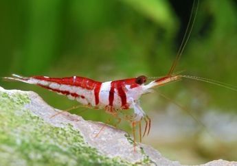 Caridina woltereckae, Udang Langka Khas Sulawesi yang Kini Terancam Punah