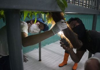 Berhasil Diselamatkan dari Api Karhutla, Orangutan Ini Kedapatan Peluru Bersarang di Wajah. Siapa yang Tega Menembaknya?
