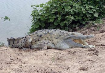 Ngeri! Dilaporkan Hilang, Potongan Tubuh Seorang TKI Asal NTT Ditemukan dalam Perut Buaya yang Mati di Sungai