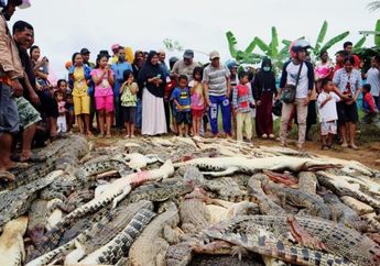 Masih Banyak Misteri yang Belum Terkuak, Tersimpan 90 Tahun di Museum Peneliti Amerika Ungkap Spesies Baru dari Tanah Papua