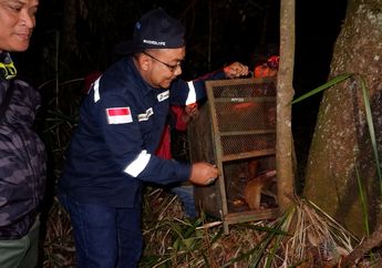 Baru Dilepasliarkan Demi Pelestarian, Motret Kukang Jawa di Rumah Aslinya Jadi Makin Gampang