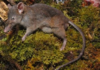 Hanya 3 Ekor di Dunia, Inilah Tikus Ompong, Hewan Endemik Sulawesi, Apa Makanannya?