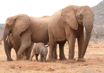 Ingin Berbagi Kebahagiaan, Gajah Ini Langsung Pamerkan Anaknya yang Baru Lahir ke Orang yang Pernah Menyelamatkannya