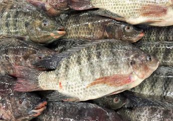 Jadi Makanan Favorit Jutaan Umat, Ikan Lezat dan Gurih Ini Ternyata Mengandung Zat Kimia Berbahaya dan Jadi Penyebab Kanker