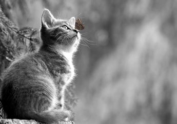 Tafsir Mimpi Tentang Anak Kucing, Sering Kali Dikaitkan Pertanda Baik?