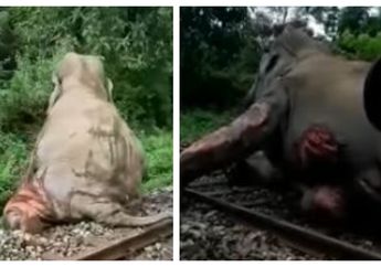 Menyedihkan! Ini Detik-detik Seekor Gajah Terseret Kereta Sejauh 30 Meter dan Berusaha Menyelamatkan Diri