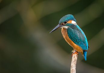 Kejatuhan Kotoran Burung, Mitosnya Pertanda Rejeki, Benarkah ini?
